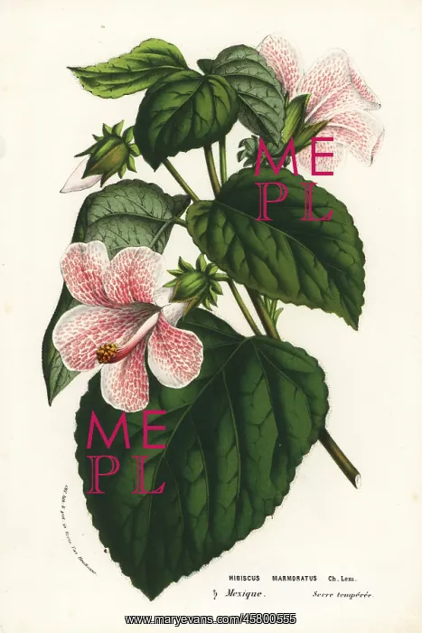 : Rose mallow, Hibiscus lavaterioides : Rose mallow, Hibiscus lavaterioides