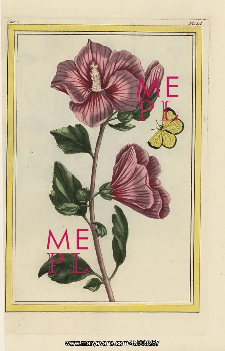 : Rose mallow, Hibiscus syriacus : Rose mallow, Hibiscus syriacus