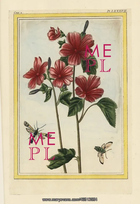 : Rose mallow, Lavatera or Malva species : Rose mallow, Lavatera or Malva species