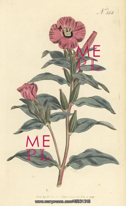 : Rose of Mexico, Oenothera rosea : Rose of Mexico, Oenothera rosea