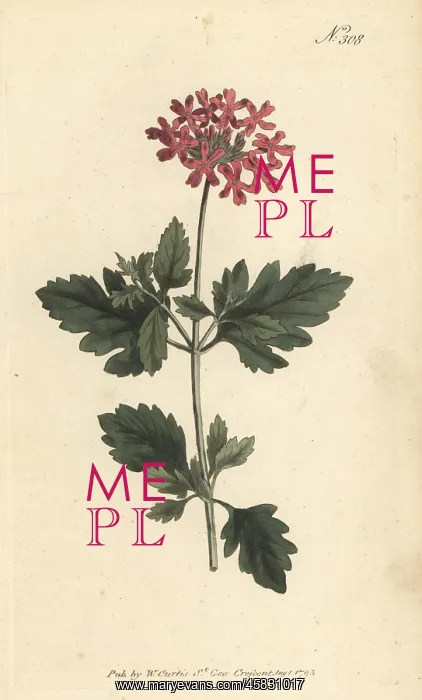 : Rose mock vervain, Verbena canadensis : Rose mock vervain, Verbena canadensis