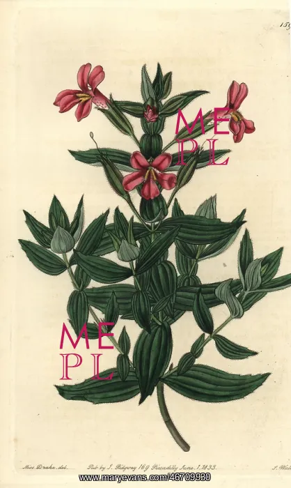  : Rose monkey-flower, Mimulus roseus