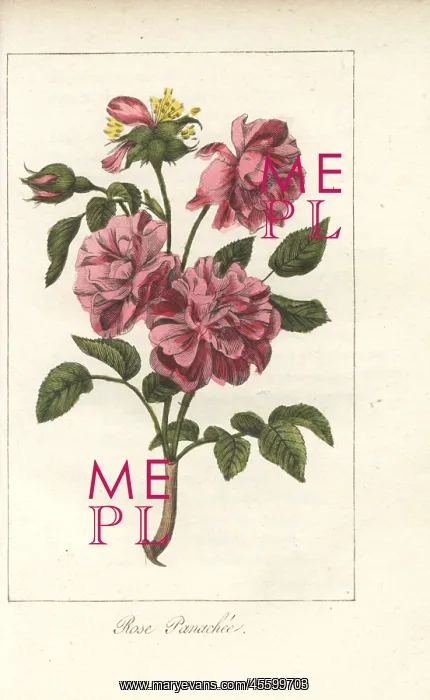 : Rose panachee, pink and crimson rose : Rose panachee, pink and crimson rose