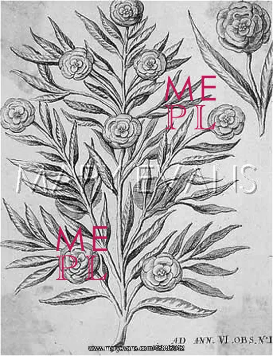 : ROSE OF PEACE 1648 : ROSE OF PEACE 1648