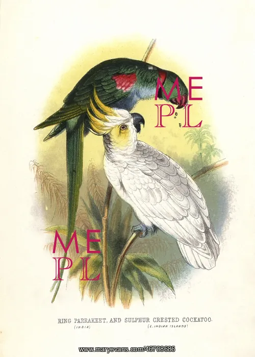 : Rose-ringed parakeet, Psittacula krameri, and : Rose-ringed parakeet, Psittacula krameri, and