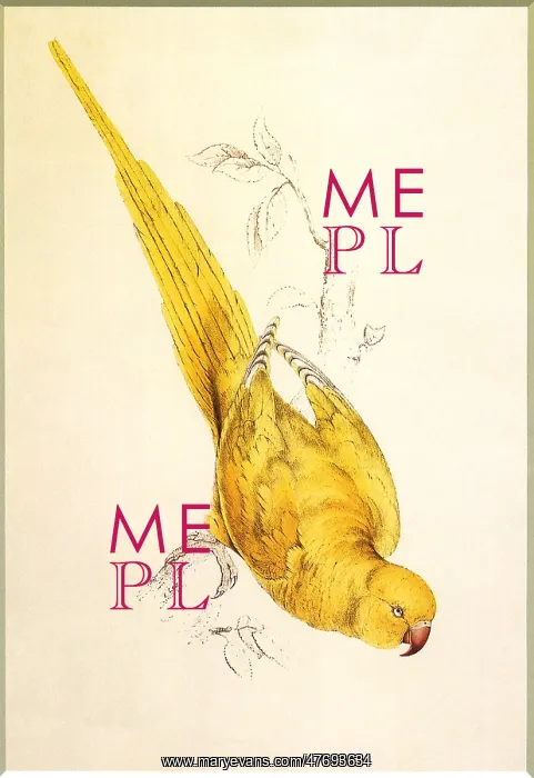 : Rose-Ringed Parakeet, Psittacula krameri : Rose-Ringed Parakeet, Psittacula krameri