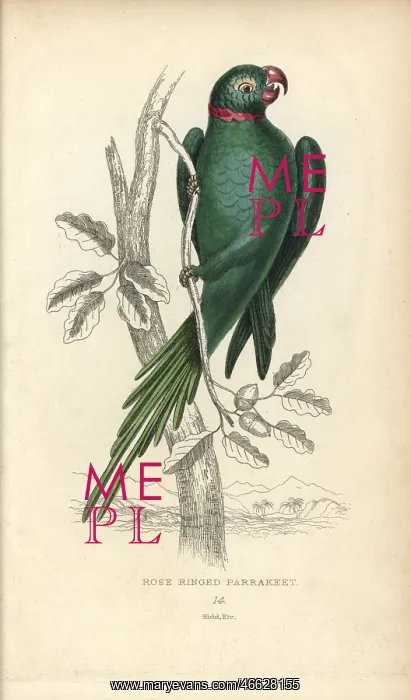 : Rose-ringed parakeet, Psittacula torquatus : Rose-ringed parakeet, Psittacula torquatus