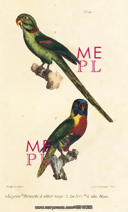 : Rose-ringed parakeet and rainbow lorikeet : Rose-ringed parakeet and rainbow lorikeet