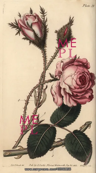 : Rose, Rosa centifolia : Rose, Rosa centifolia