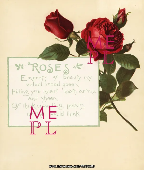 : Rose, Rosa centifolia, and calligraphic poem : Rose, Rosa centifolia, and calligraphic poem