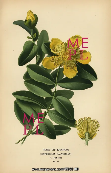 : Rose of Sharon, Hypericum calycinum : Rose of Sharon, Hypericum calycinum