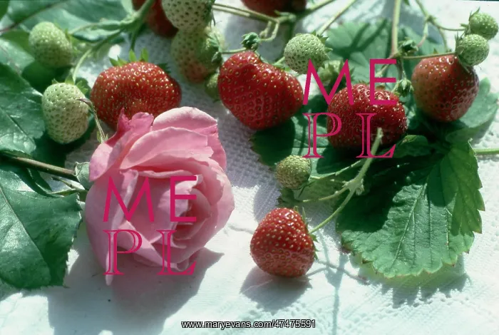  : Rose and Strawberries on a White Cloth