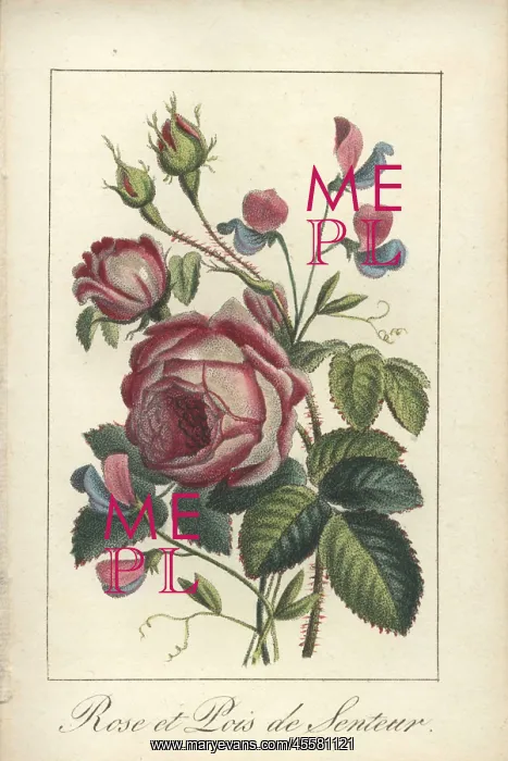 : Rose and sweet pea : Rose and sweet pea