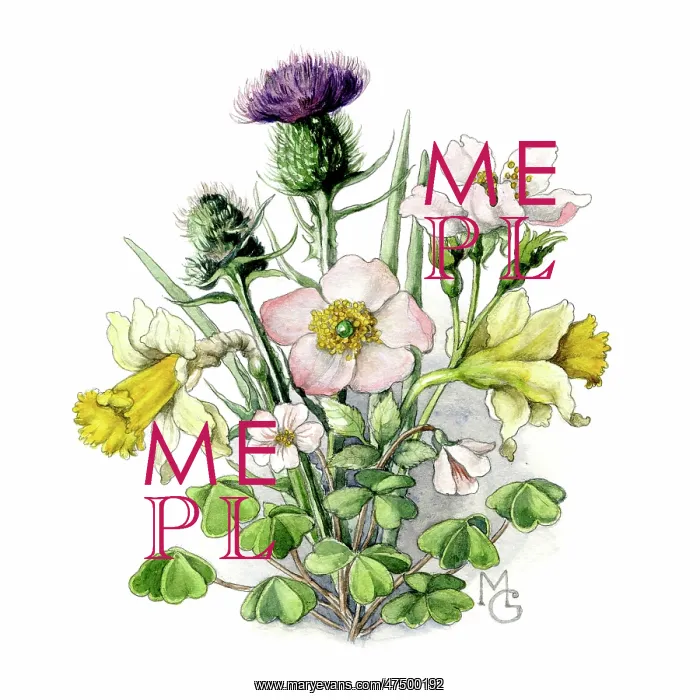  : Rose, thistle, shamrock and daffodil