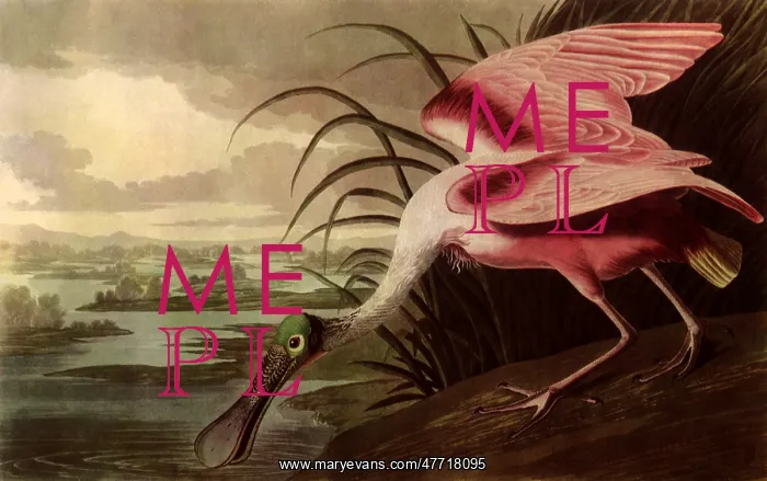  : Roseate Spoonbill