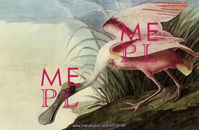  : Roseate Spoonbill
