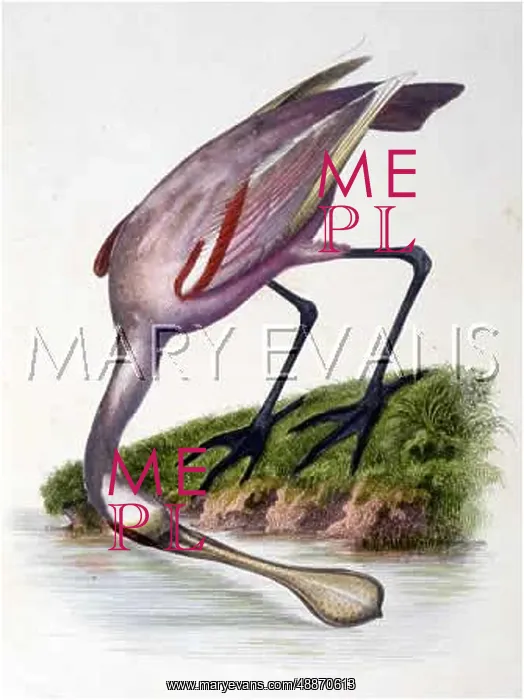  : ROSEATE SPOONBILL