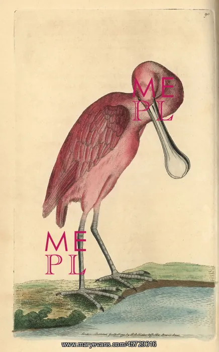 : Roseate spoonbill, Ajaja ajaja : Roseate spoonbill, Ajaja ajaja
