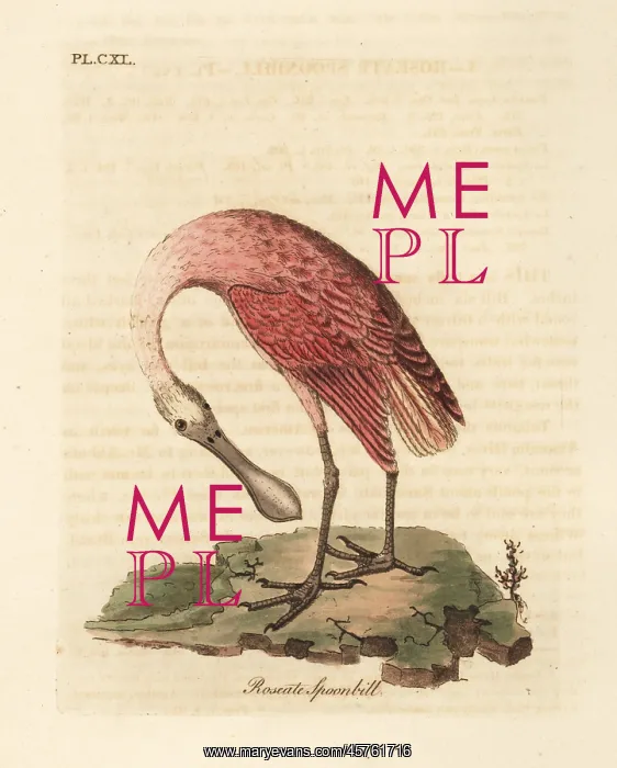 : Roseate spoonbill, Platalea ajaja : Roseate spoonbill, Platalea ajaja