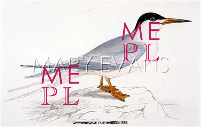  : ROSEATE TERN (MORRIS)