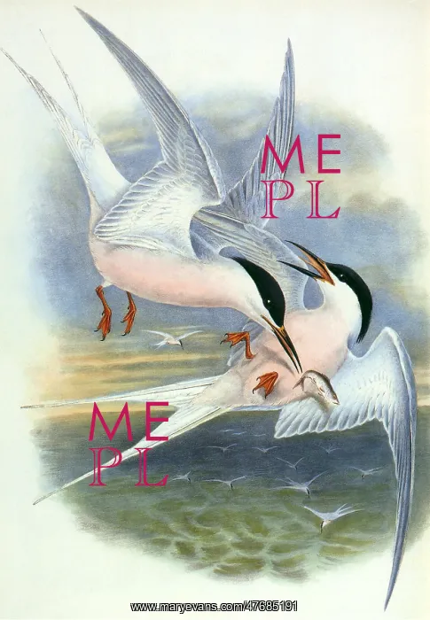  : Roseate Terns
