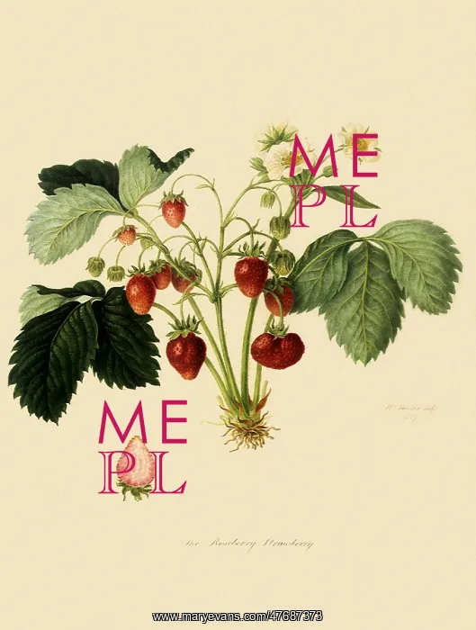 : Roseberry Strawberries : Roseberry Strawberries