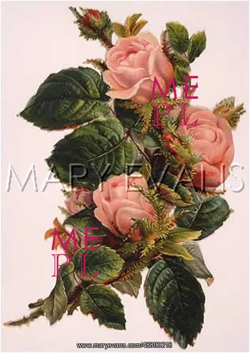  : ROSEBUDS - SCRAP