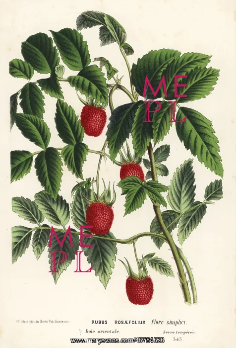 : Roseleaf bramble or West Indian raspberry, Rubus rosifolius : Roseleaf bramble or West Indian raspberry, Rubus rosifolius