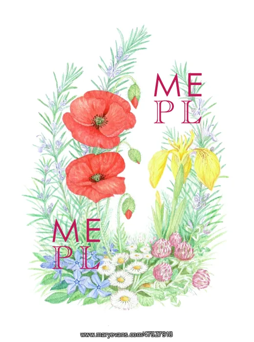  : Rosemary, Poppies, Iris, Daisies and Clover