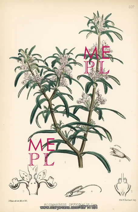 : Rosemary, Rosmarinus officinalis : Rosemary, Rosmarinus officinalis