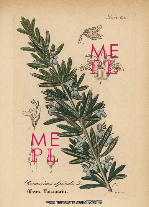 : Rosemary, Rosmarinus officinalis : Rosemary, Rosmarinus officinalis