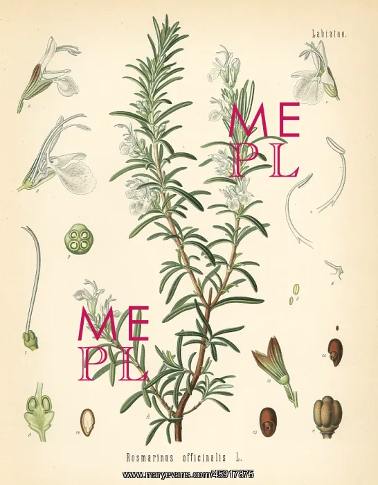 : Rosemary, Rosmarinus officinalis : Rosemary, Rosmarinus officinalis