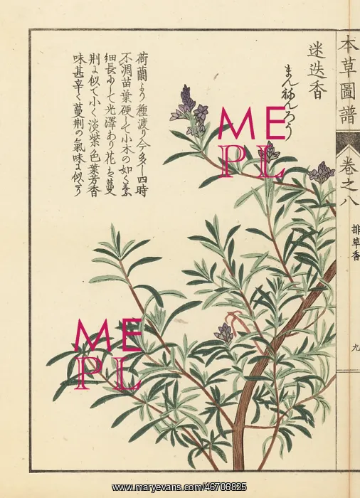 : Rosemary, Rosmarinus officinalis : Rosemary, Rosmarinus officinalis