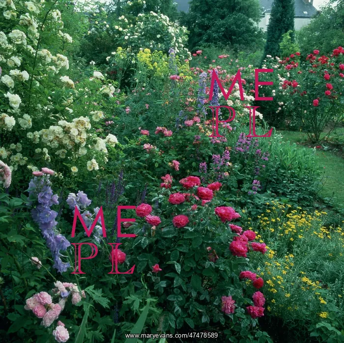 : Roses and Delphiniums in a garden : Roses and Delphiniums in a garden