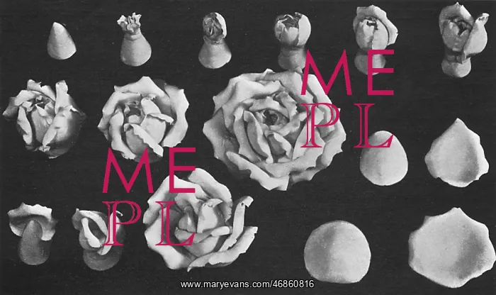 : Roses modelled in Marzipan : Roses modelled in Marzipan