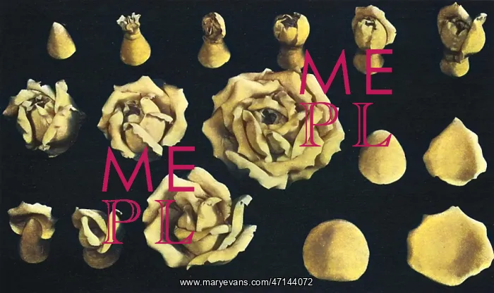 : Roses modelled in Marzipan : Roses modelled in Marzipan