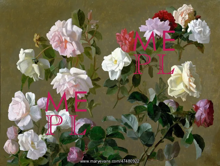 : Roses ' pink, white and red roses : Roses ' pink, white and red roses