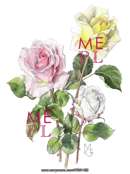  : Three roses - pink, yellow and white