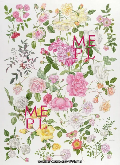 : Roses ? red, pink, white, yellow : Roses ? red, pink, white, yellow