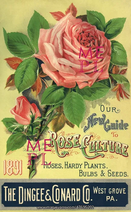  : Roses Seed Packet