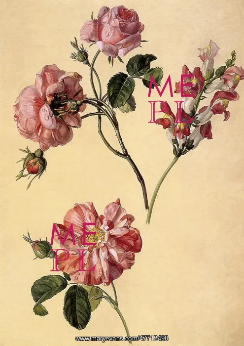 : Roses and Snapdragons : Roses and Snapdragons