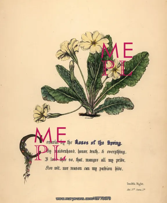 : Roses of the Spring, Twelfth Night : Roses of the Spring, Twelfth Night
