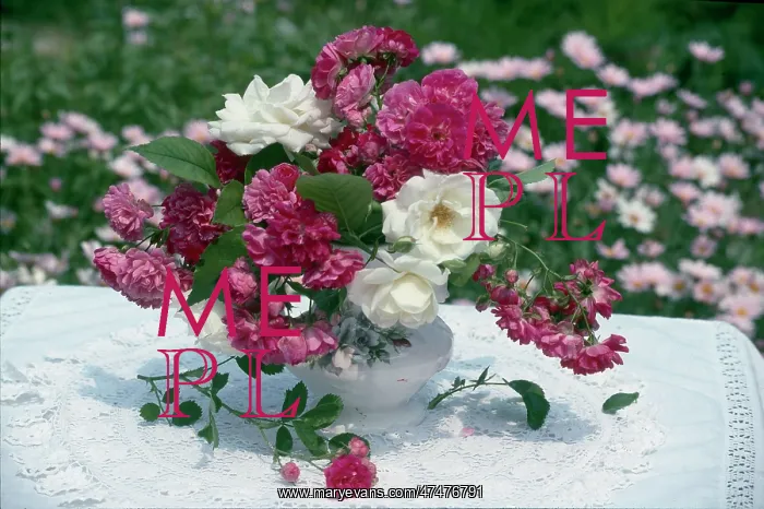 : Roses on a Table ? in white vase on white cloth : Roses on a Table ? in white vase on white cloth