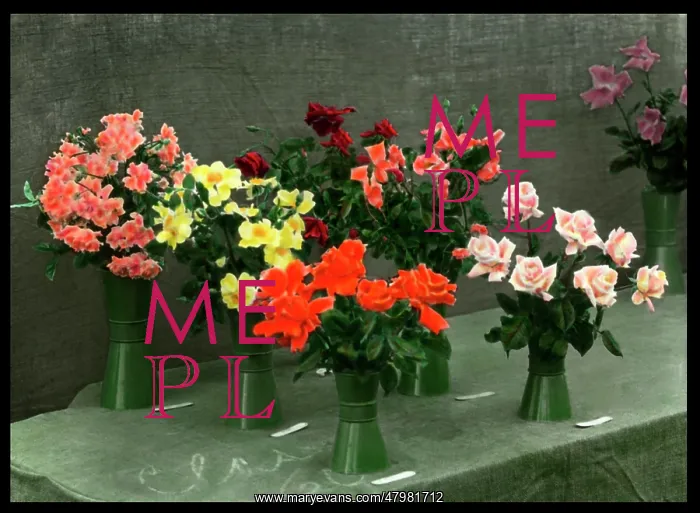 : Roses in vases, set out on a table : Roses in vases, set out on a table