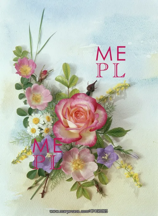 : Roses, white daisies, and campanulas etc : Roses, white daisies, and campanulas etc