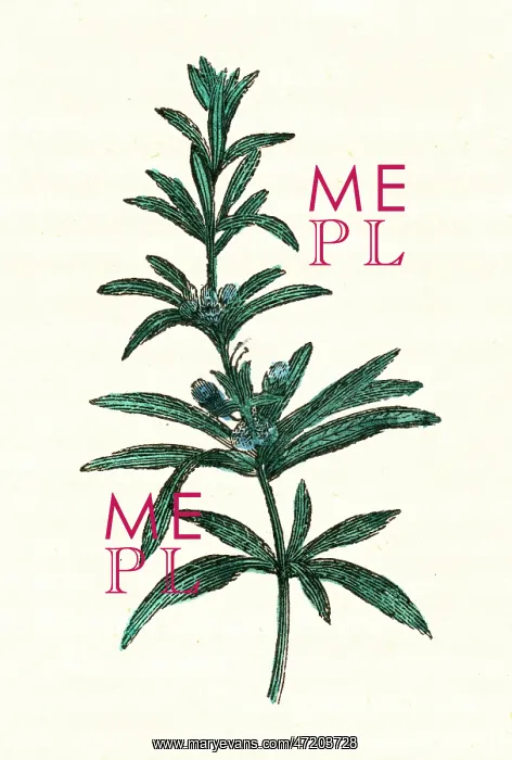 : ROSMARINUS OFFICINALIS : ROSMARINUS OFFICINALIS