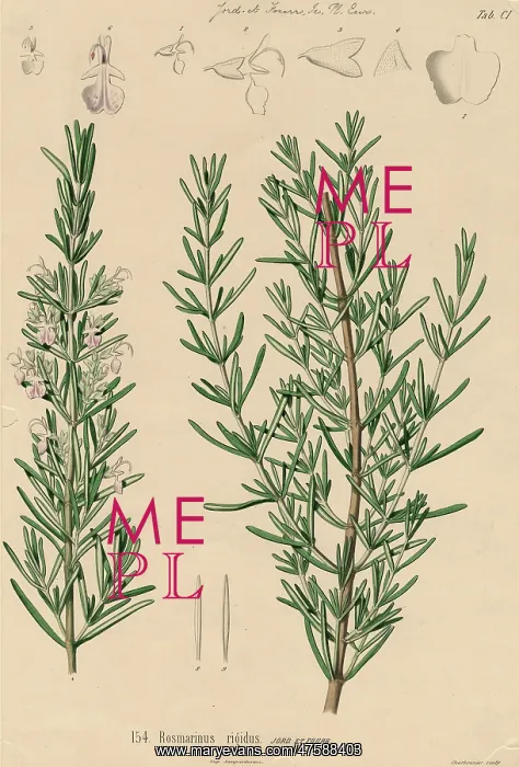 : Rosmarinus rigidus, rosemary : Rosmarinus rigidus, rosemary