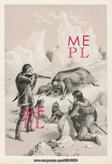 : ROSS KILLS A MUSK OX : ROSS KILLS A MUSK OX