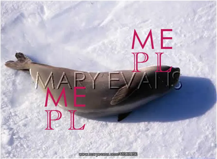 : ROSS SEAL ON AN ICE FLOE : ROSS SEAL ON AN ICE FLOE