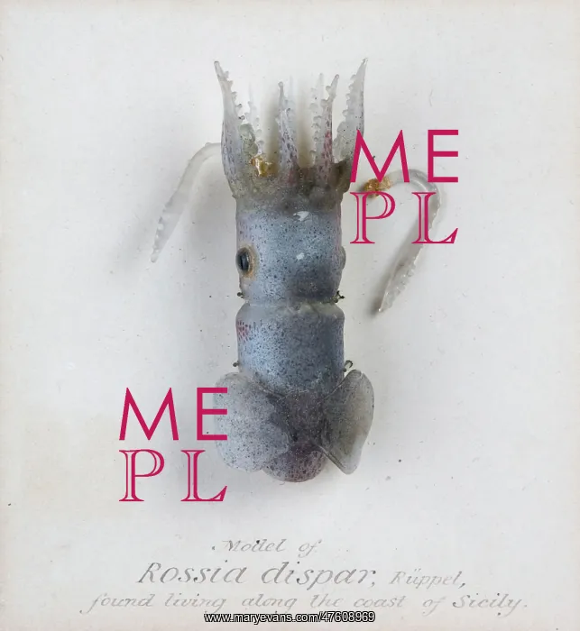 : Rossia dispar, squid : Rossia dispar, squid